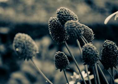 Black and White flowers