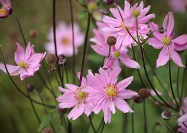 Dahlias Flowers