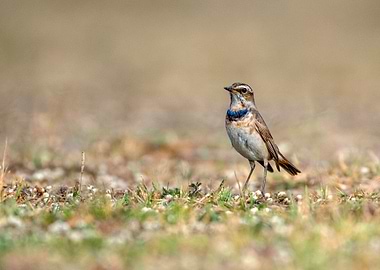 Bluethroat Bird
