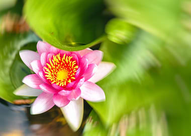 Red Water Lily