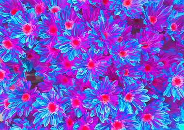 abstract daisy in bloom