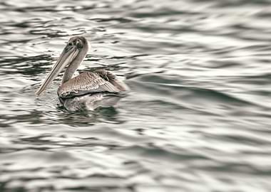 Pelican on Water