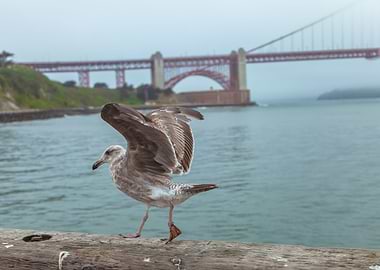 Walking Gull