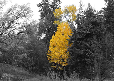 Fall through the Canyon