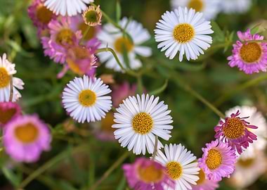 Colorful Daisies