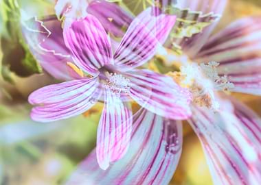 Purisima Tree Mallow