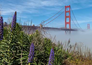 Bridge and Fog