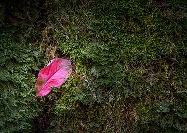 Red leaf on the wet moss