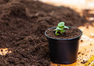 Seedling stands in plastic