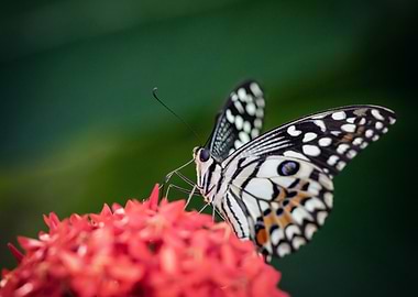 Chequered Swallowtail