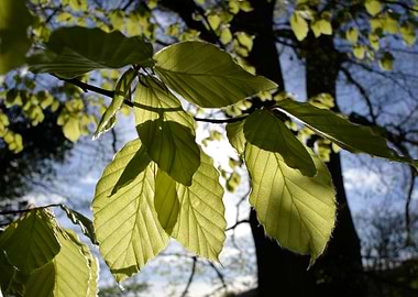 Beech leaves in spring