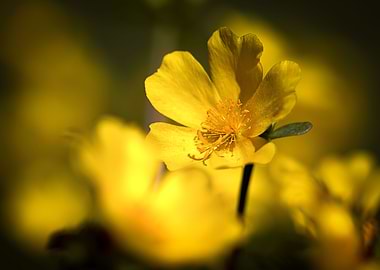 Portulaca grandiflora