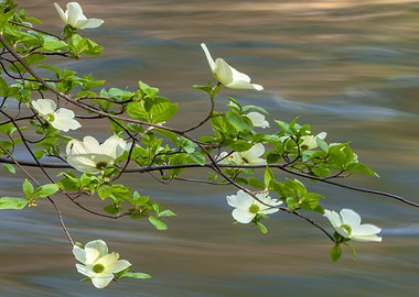 Dogwoods by River