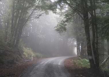 Foggy Road