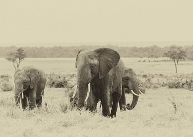 The Elephant Family