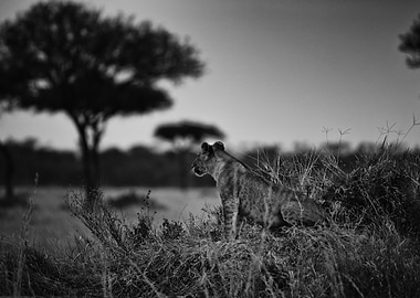 Lion King of Savannah