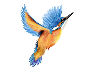 kingfisher