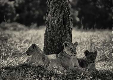 Lioness and Cubs