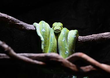 Green Tree Snake