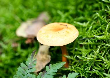 Wild mushroom macro prints