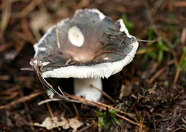 Wild mushroom macro prints