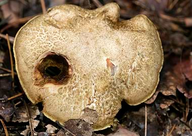 Wild mushroom macro prints