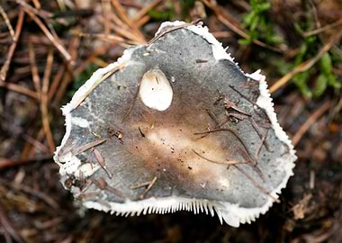 Wild mushroom macro prints