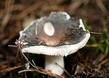 Wild mushroom macro prints