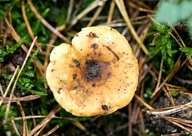 Wild mushroom macro prints