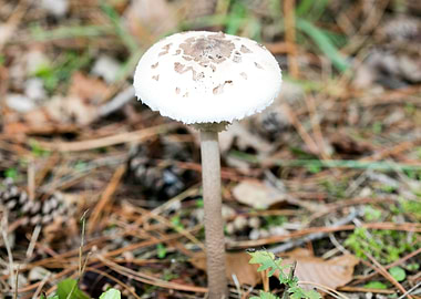 Wild mushroom macro prints