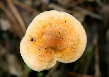 Wild mushroom macro prints