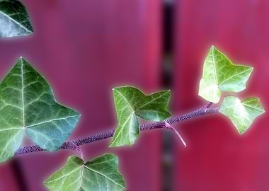 Ivy leaves