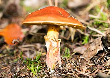 Wild mushroom macro prints