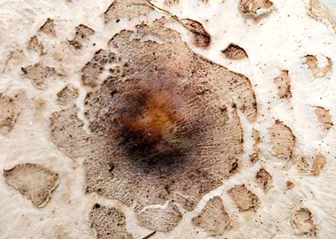 Wild mushroom macro prints