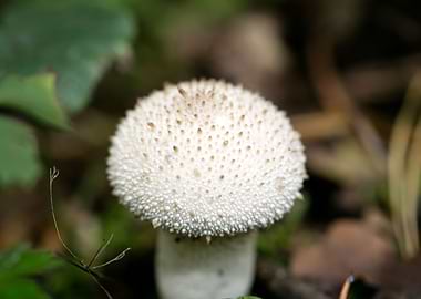 Wild mushroom macro prints
