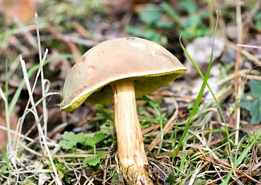 Wild mushroom macro prints