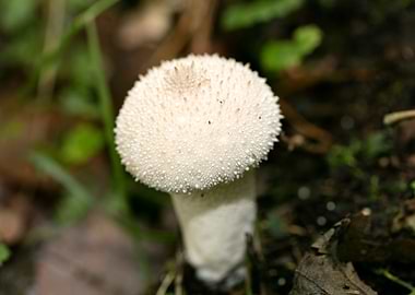 Wild mushroom macro prints