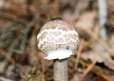 Wild mushroom macro prints