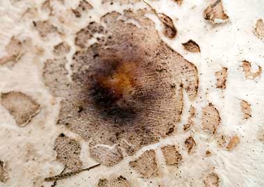 Wild mushroom macro prints