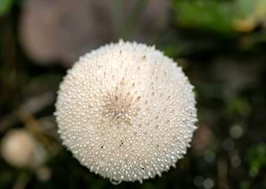 Wild mushroom macro prints