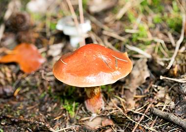 Wild mushroom macro prints