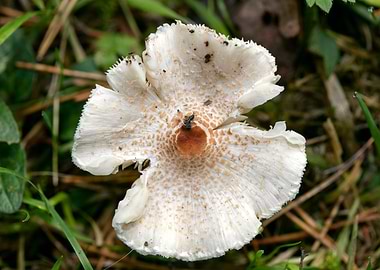Wild mushroom macro prints