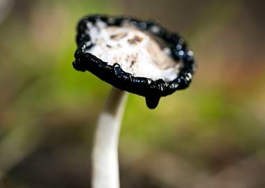 Wild mushroom macro prints