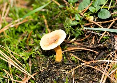 Wild mushroom macro prints