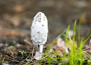Wild mushroom macro prints