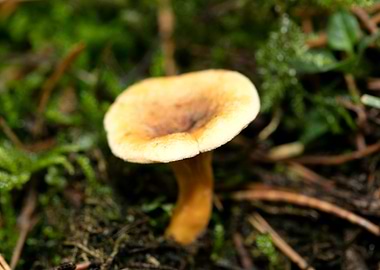 Wild mushroom macro prints