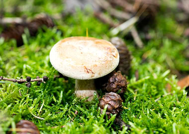 Wild mushroom macro prints