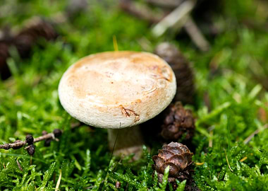 Wild mushroom macro prints