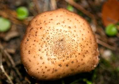 Wild mushroom macro prints