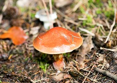 Wild mushroom macro prints